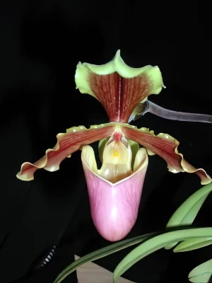 Bild von Paphiopedilum hermannii 1